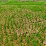 KNPI Jasinga Dorong Ketahanan Pangan Lewat Program Swadaya Petani