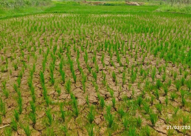 KNPI Jasinga Dorong Ketahanan Pangan Lewat Program Swadaya Petani
