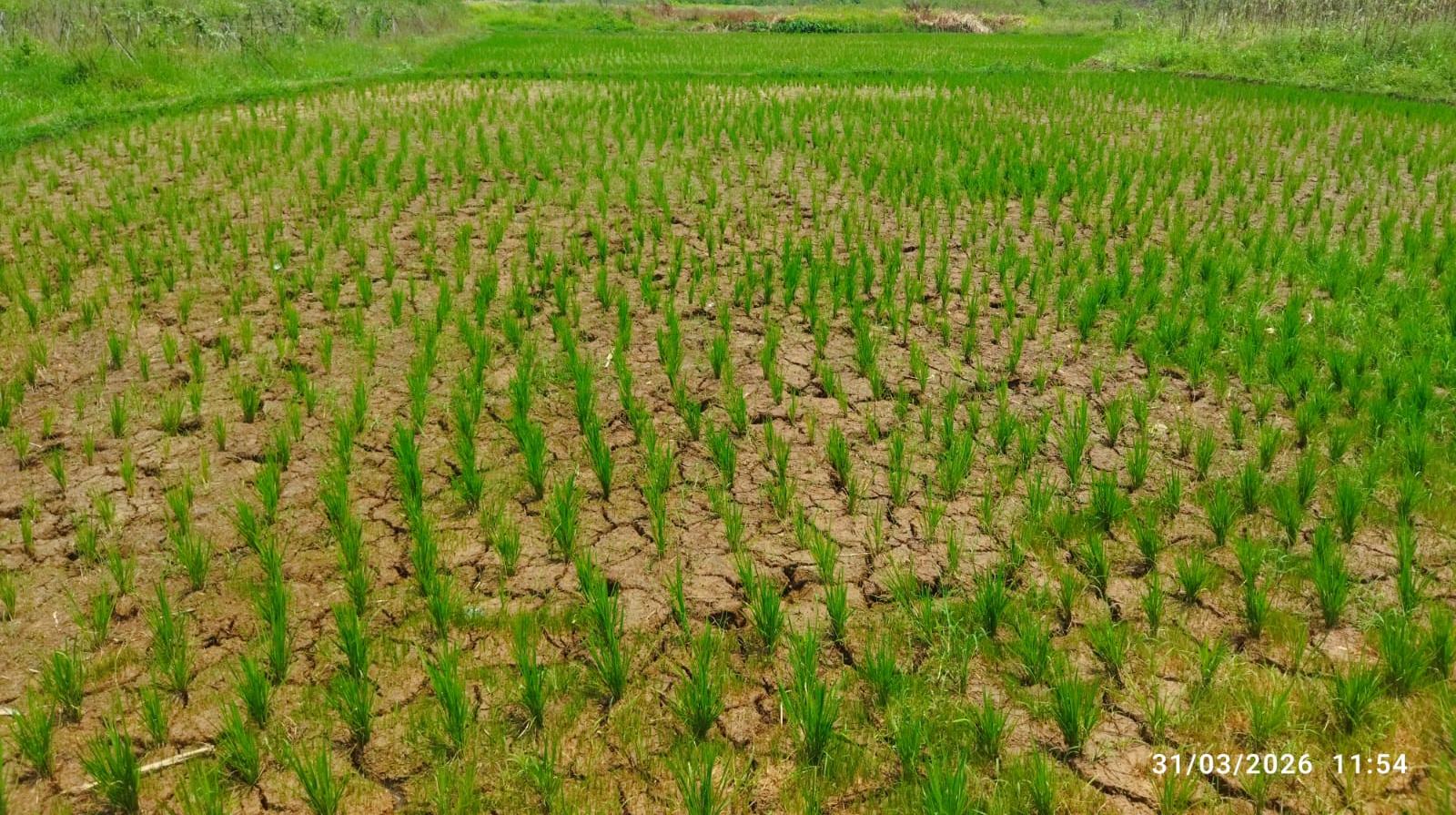KNPI Jasinga Dorong Ketahanan Pangan Lewat Program Swadaya Petani